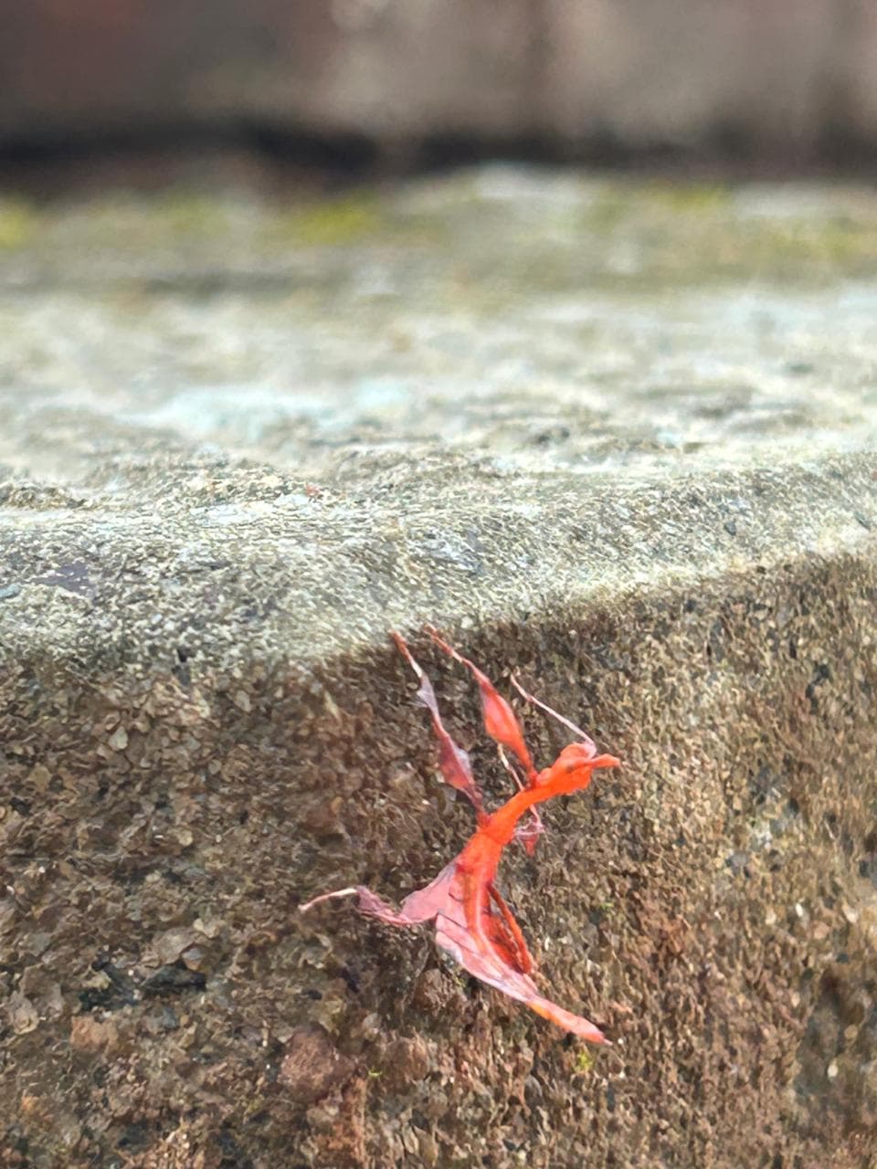 Close-up of a red flower on a stone ledge