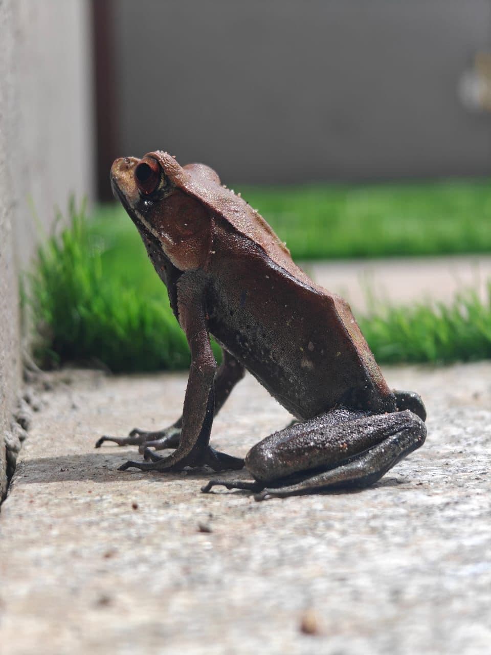 A frog resting on the stone path