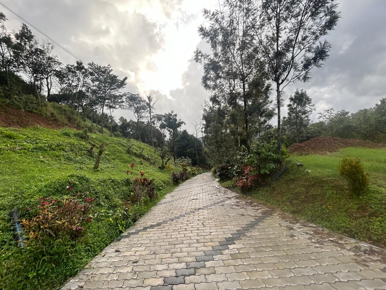Paved walkway through the misty garden